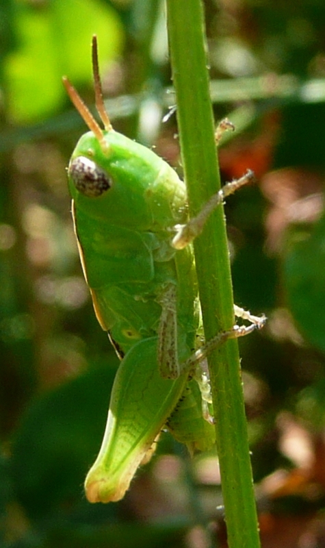 Giovane Acrididae verde